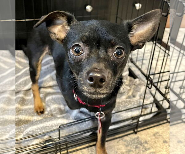 Medium Photo #1 Chihuahua-Unknown Mix Puppy For Sale in Mount Laurel, NJ, USA