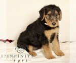 Small #1 Airedale Terrier