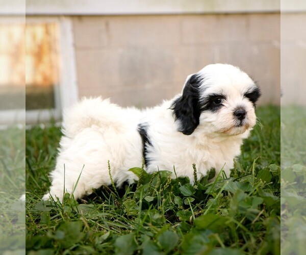 Medium Photo #2 Zuchon Puppy For Sale in ARTHUR, IL, USA