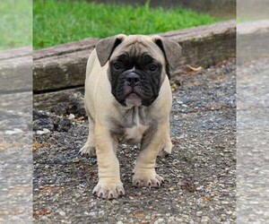 Beabull Puppy for sale in FREDERICKSBG, OH, USA