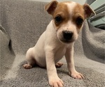 Small #4 Jack Russell Terrier