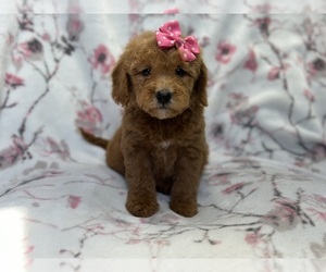 Goldendoodle (Miniature) Puppy for sale in LAKELAND, FL, USA