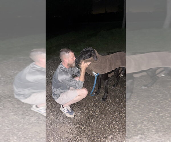 Medium Photo #1 Great Dane Puppy For Sale in Bullard, TX, USA