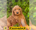 Small #12 Goldendoodle (Miniature)
