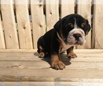 Small Photo #7 Olde English Bulldogge Puppy For Sale in LAKE NEPESSING, MI, USA
