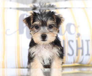 Yo-Chon Puppy for sale in MOUNT VERNON, OH, USA