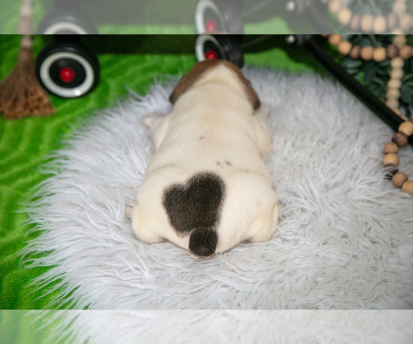 Medium Photo #4 Beabull Puppy For Sale in FRESNO, OH, USA