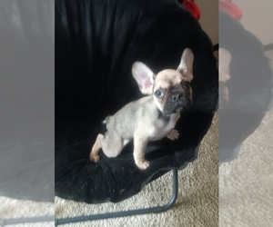 French Bulldog Puppy for Sale in ROGERSVILLE, Tennessee USA