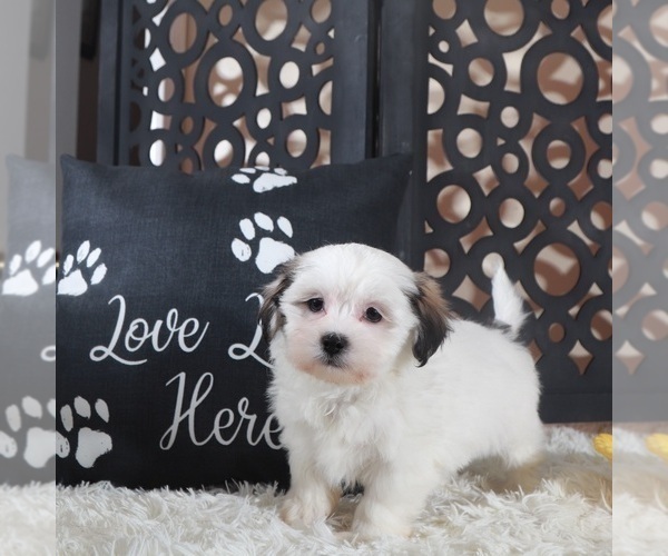 Medium Photo #1 Zuchon Puppy For Sale in MOUNT VERNON, OH, USA