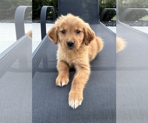 Golden Retriever Puppy for sale in FRANKLIN, IN, USA