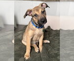 Small Photo #3 Mutt Puppy For Sale in Royal Palm Beach, FL, USA