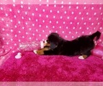 Small Photo #5 Bernese Mountain Dog Puppy For Sale in BLACK FOREST, CO, USA