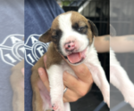 Small #1 Mutt