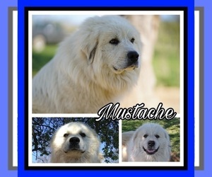 Father of the Great Pyrenees puppies born on 03/07/2022