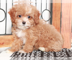 Small #3 Shih-Poo