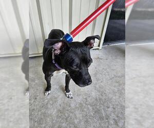 Mutt Dogs for adoption in Temple, TX, USA