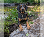 Small Doberman Pinscher