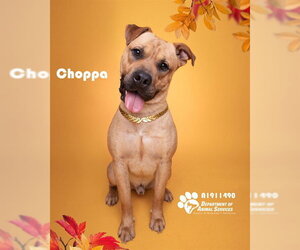 CHOPPA - Male Mutt Dog for Adoption - Photo #3