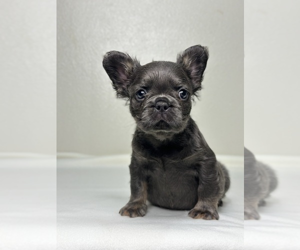 Medium Photo #10 French Bulldog Puppy For Sale in LOS ANGELES, CA, USA