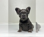 Small #9 French Bulldog