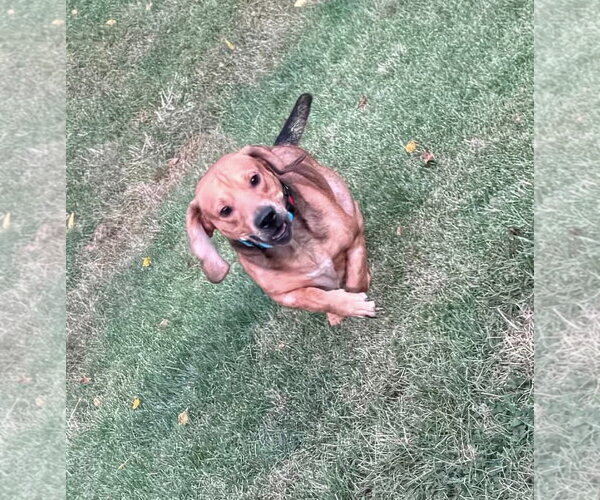 Medium Photo #5 Bagle Hound Puppy For Sale in Brookville, OH, USA