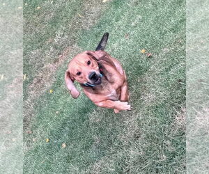 Patches - Male Bagle Hound Dog for Adoption - Photo #5