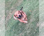 Small Photo #5 Bagle Hound Puppy For Sale in Brookville, OH, USA