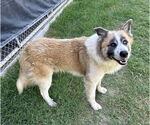 Small #9 Great Pyrenees Mix