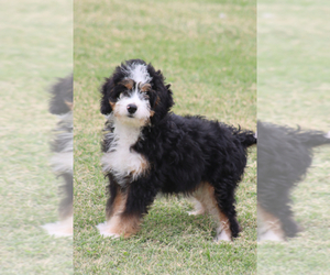 Bernedoodle Puppy for sale in ITASCA, TX, USA