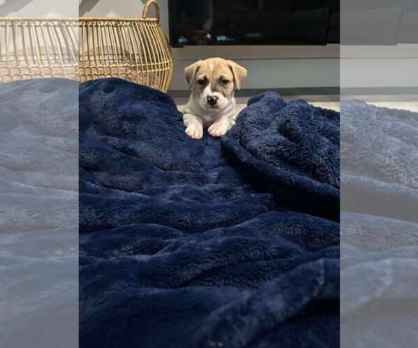 Medium Photo #3 Labrador Retriever Puppy For Sale in The Woodlands, TX, USA