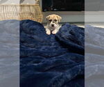Small #2 Labrador Retriever