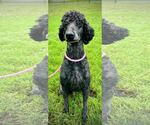 Small #2 Poodle (Standard)