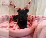 Puppy Puppy 4 White Scottish Terrier