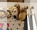Small Photo #3 Goldendoodle Puppy For Sale in PENSACOLA, FL, USA