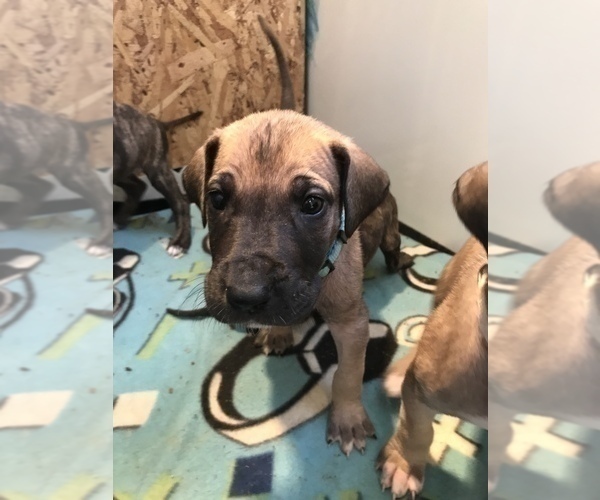 Medium Photo #1 Great Dane Puppy For Sale in DONOVAN, IL, USA