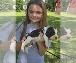 Small #1 English Springer Spaniel