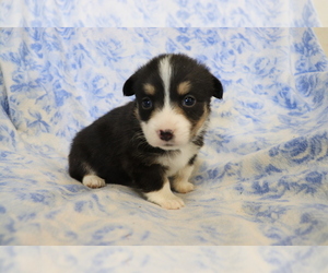 Pembroke Welsh Corgi Puppy for sale in SHILOH, OH, USA