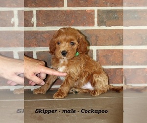 Cockapoo (Miniature) Puppy for sale in CLARKRANGE, TN, USA