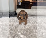 Small #1 Dachshund