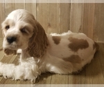 Puppy Barkley Cocker Spaniel