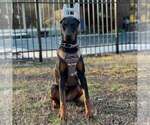 Small #11 Doberman Pinscher
