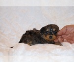 Small Photo #3 Poodle (Toy)-YorkiePoo Mix Puppy For Sale in DYERSBURG, TN, USA