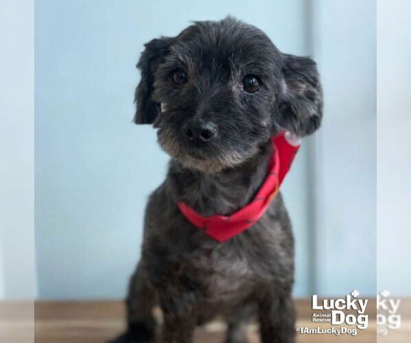 Medium Photo #1 Shih Tzu-Unknown Mix Puppy For Sale in Washington, DC, USA