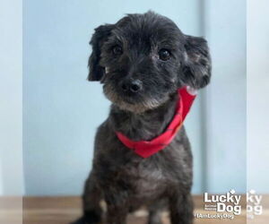 Shih Tzu-Unknown Mix Dogs for adoption in Washington, DC, USA