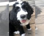 Small #27 Bernedoodle