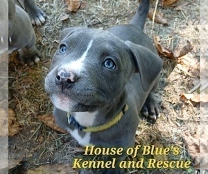 American Pit Bull Terrier Puppy for Sale in DELAWARE, Ohio USA