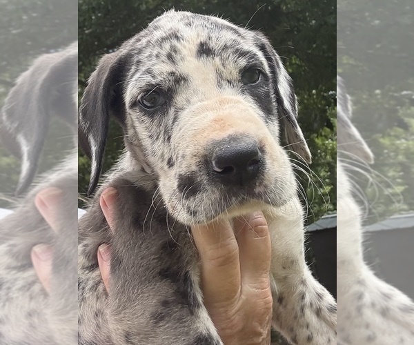 Medium Photo #2 Great Dane Puppy For Sale in CLANTON, AL, USA