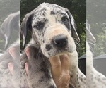 Small #1 Great Dane