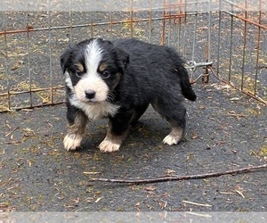 Medium Miniature Australian Shepherd