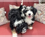 Small Photo #7 Bernedoodle (Miniature) Puppy For Sale in SOUTH ORANGE, NJ, USA